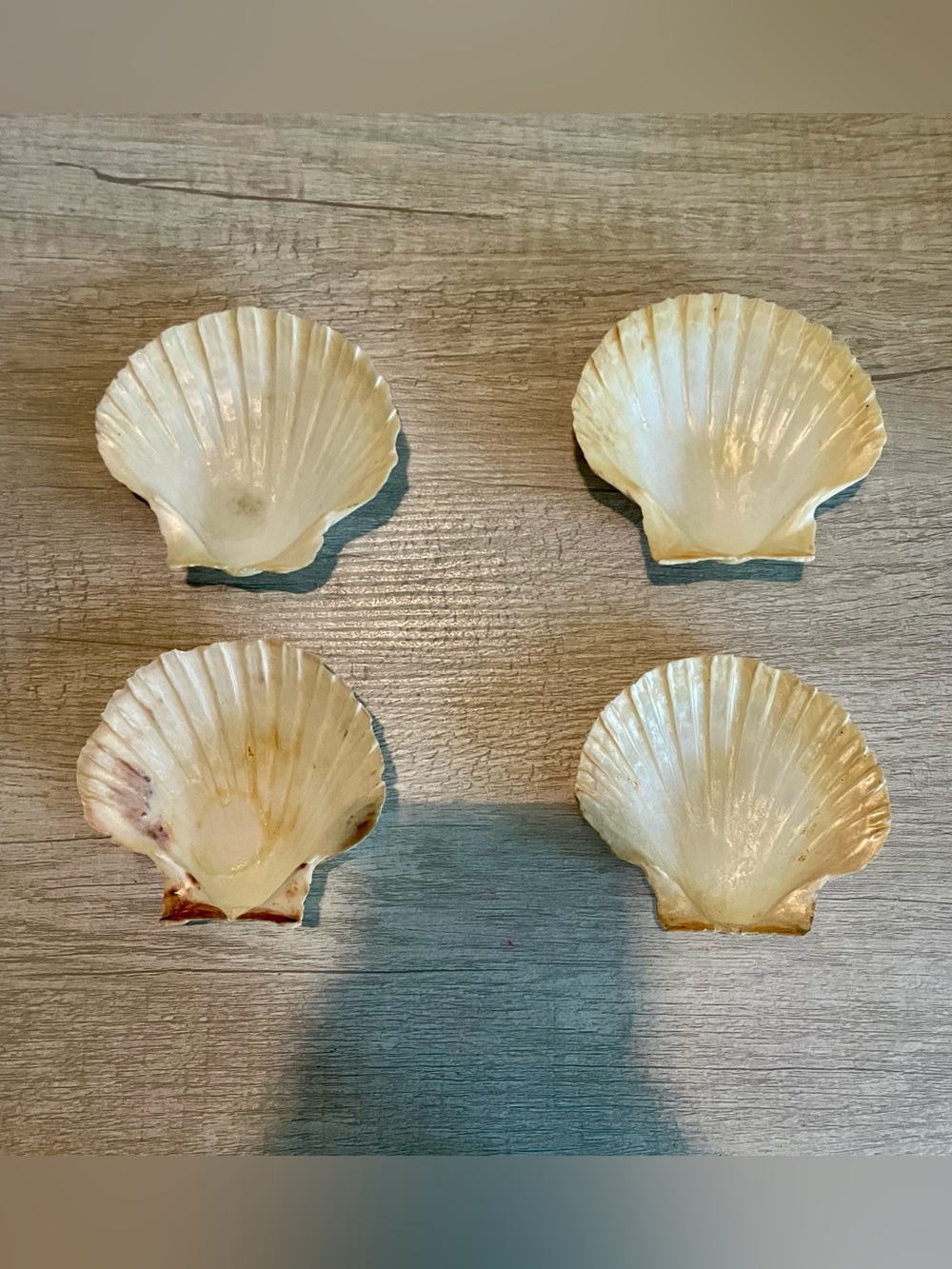 Set of 4 Large Natural Scallop Seashells - Picture 2 of 5